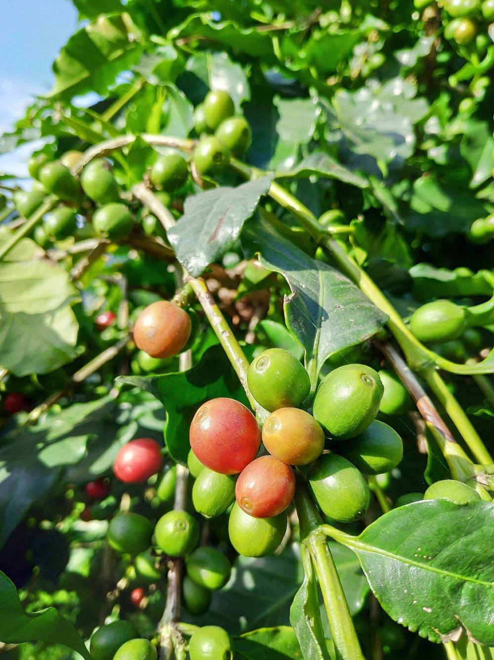 Cerezas de café maduras en la rama